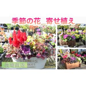ふるさと納税 雑貨・日用品 花 宮崎県 小林市 ...の商品画像