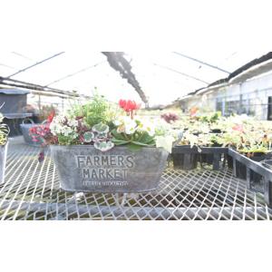 ふるさと納税 雑貨・日用品 花 宮崎県 小林市...の詳細画像5