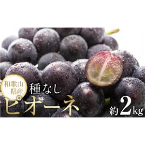 ふるさと納税 果物類 ぶどう 和歌山県 海南市...の詳細画像1