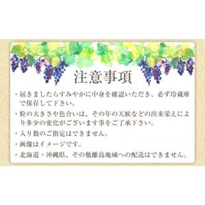 ふるさと納税 果物類 ぶどう 和歌山県 海南市...の詳細画像4