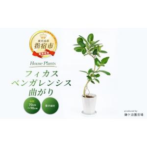 ふるさと納税 花・苗木 鹿児島県 指宿市 観葉植物 フィカス・ベンガレンシス曲がり70cm〜90cm (鎌ヶ迫園芸場／IB086-006) 観葉植物 植物 鉢付 インテリア 室…