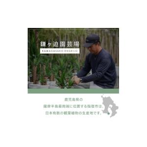 ふるさと納税 花・苗木 鹿児島県 指宿市 観葉...の詳細画像2