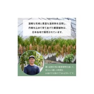 ふるさと納税 花・苗木 鹿児島県 指宿市 観葉...の詳細画像3