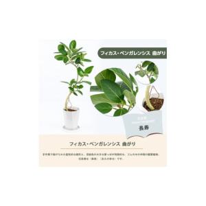 ふるさと納税 花・苗木 鹿児島県 指宿市 観葉...の詳細画像5