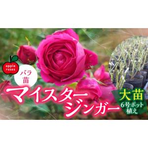 ふるさと納税 雑貨・日用品 花 埼玉県 飯能市...の詳細画像1