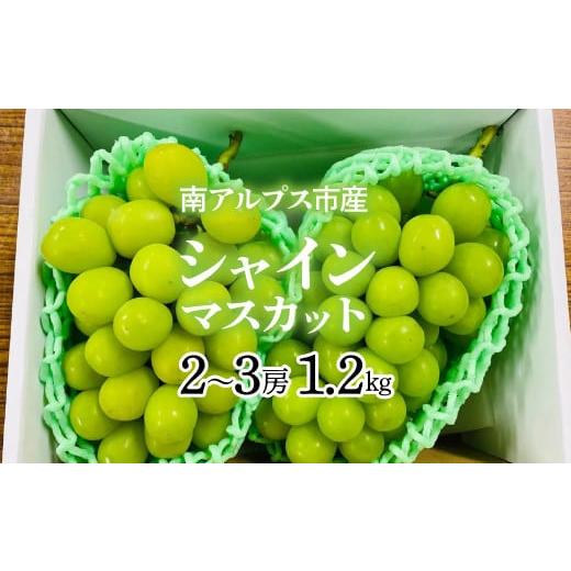 ふるさと納税 ぶどう マスカット 山梨県 南アルプス市  2026年発送先行予約 南アルプス市産シャ...