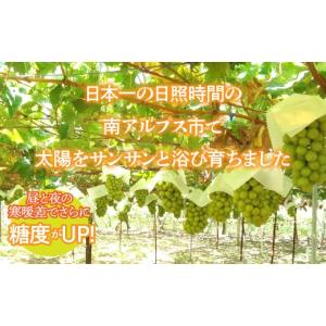 ふるさと納税 ぶどう マスカット 山梨県 南ア...の詳細画像3
