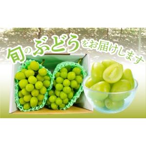 ふるさと納税 ぶどう マスカット 山梨県 南ア...の詳細画像4