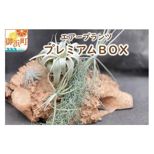 ふるさと納税 花・苗木 三重県 御浜町 南紀グリーンハウスのエアープランツプレミアムBOX エアープ...