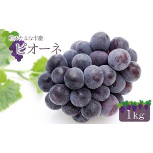 ふるさと納税 果物類 ぶどう 熊本県 玉名市 ぶどう ピオーネ 1kg 《 東ぶどう園 》 | フルーツ 果物 くだもの ぶどう ブドウ 葡萄 熊本県 玉名市