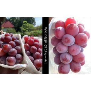 ふるさと納税 果物類 ぶどう 熊本県 玉名市 ...の詳細画像2
