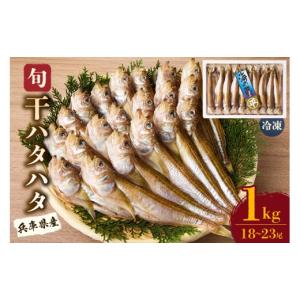 土佐名物ほたれ丸干し（カタクチイワシ丸干し）※只今のサイズ12cmほど