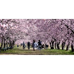 ふるさと納税 カバン 埼玉県 坂戸市 創業19...の詳細画像5