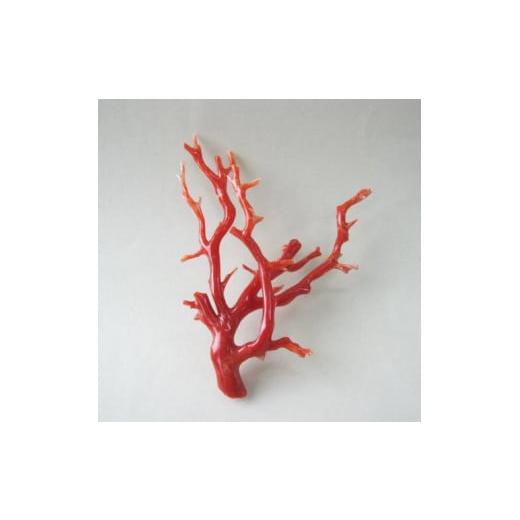 ふるさと納税 高知県 宿毛市 珊瑚職人館の珊瑚の原木・拝見・置物（g50）