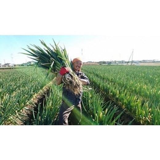 ふるさと納税 体験チケット 埼玉県 白岡市  詰め放題 ねぎセルフ収穫体験参加券（R8／1／10（土...