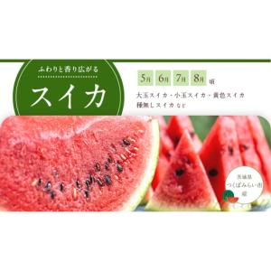ふるさと納税 果物の詰合せ 茨城県 つくばみら...の詳細画像4