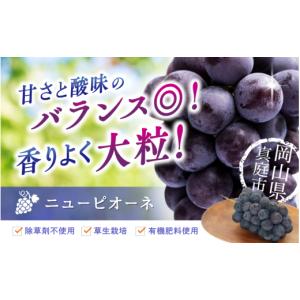 ふるさと納税 果物類 ぶどう 岡山県 真庭市 ...の詳細画像2