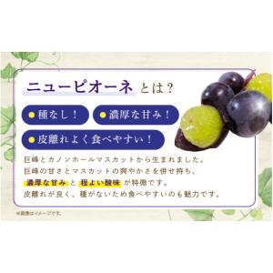 ふるさと納税 果物類 ぶどう 岡山県 真庭市 ...の詳細画像3