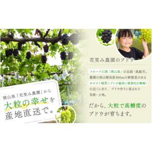 ふるさと納税 果物類 ぶどう 岡山県 真庭市 ...の詳細画像4