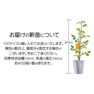 ふるさと納税 雑貨・日用品 花 岩手県 花巻市...の詳細画像2
