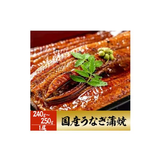 ふるさと納税 大阪府 岸和田市 「国産うなぎ蒲焼(特大サイズ)」1尾(240g〜250g)【1228...