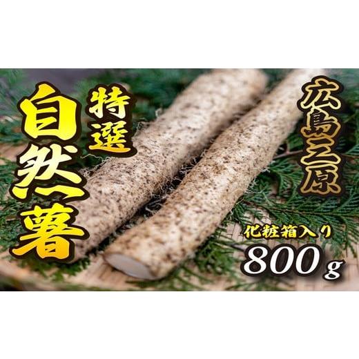 ふるさと納税 野菜類 広島県 三原市 標高375ｍで採れた 自然薯（化粧箱入り）800g 野菜 自然...