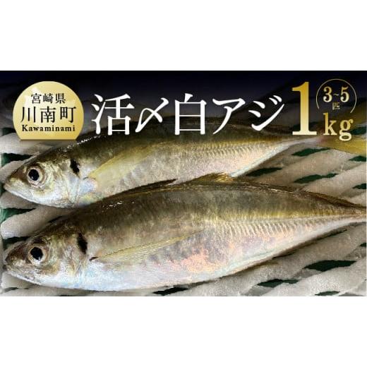 ふるさと納税 宮崎県 川南町 日向灘獲れ！活〆白アジ１kg