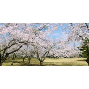 ふるさと納税 アウトドアグッズ 青森県 五戸町...の詳細画像5