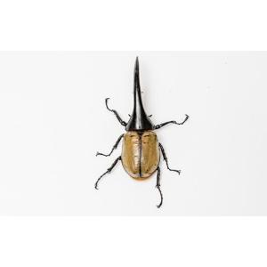 ふるさと納税 生き物 佐賀県 上峰町 1セット...の詳細画像4