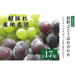 ふるさと納税 ぶどう マスカット 宮崎県 小林...の詳細画像1