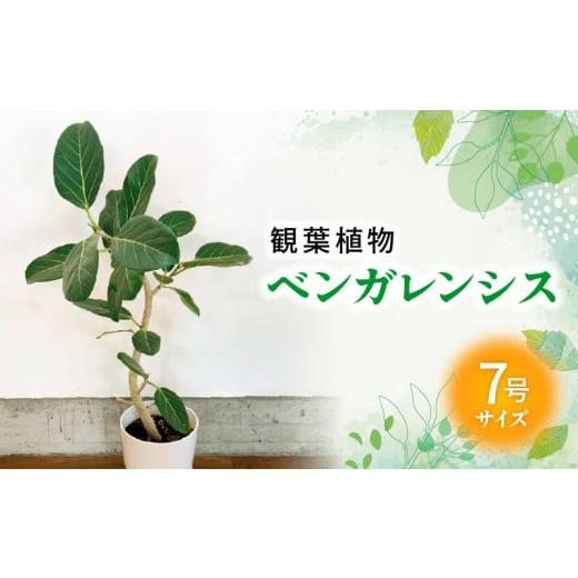 ふるさと納税 花・苗木 鹿児島県 南九州市 066-15 観葉植物 ベンガレンシス7号サイズ1鉢