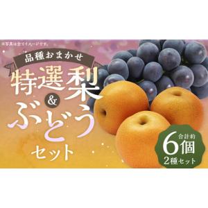 ふるさと納税 果物類 ぶどう 福岡県 筑後市 ...の詳細画像1