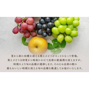 ふるさと納税 果物類 ぶどう 福岡県 筑後市 ...の詳細画像3