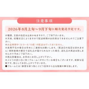 ふるさと納税 果物類 ぶどう 福岡県 筑後市 ...の詳細画像5