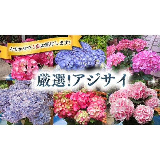 ふるさと納税 茨城県 牛久市 アジサイ 【 おまかせ 1点 】【2024年4月上旬頃より発送開始】 ...