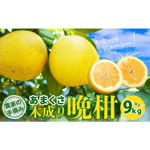 ふるさと納税 熊本県 天草市 S040-023_【2024.5月発送】農家の手摘みあまくさ木成り晩柑...