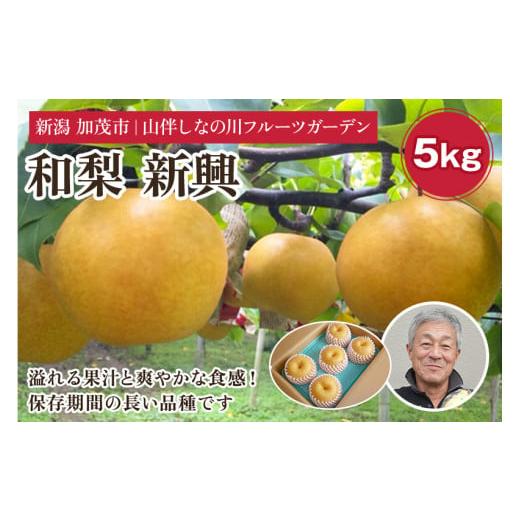 ふるさと納税 新潟県 加茂市 【2024年先行予約】和梨 新興 約5kg（約7〜10個）フルーツギフ...