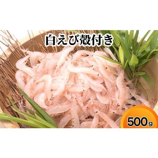 ふるさと納税 エビ 富山県 射水市 白えび殻付き500g