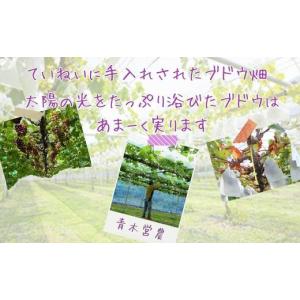 ふるさと納税 果物類 ぶどう 兵庫県 宍粟市 ...の詳細画像2