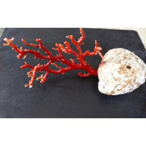 ふるさと納税 高知県 宿毛市 海の秘宝珊瑚：珊瑚の原木04