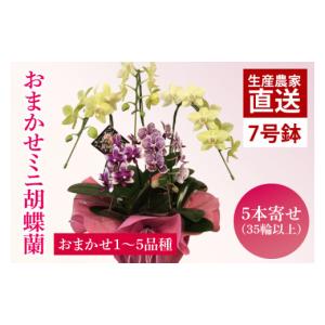 ふるさと納税 雑貨・日用品 花 茨城県 鹿嶋市 ...の商品画像