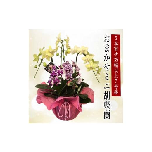 ふるさと納税 茨城県 鹿嶋市 KAR-11　数量限定！花農家応援企画！！おまかせミニ胡蝶蘭（5本寄せ...