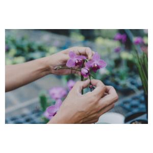 ふるさと納税 雑貨・日用品 花 茨城県 鹿嶋市...の詳細画像2