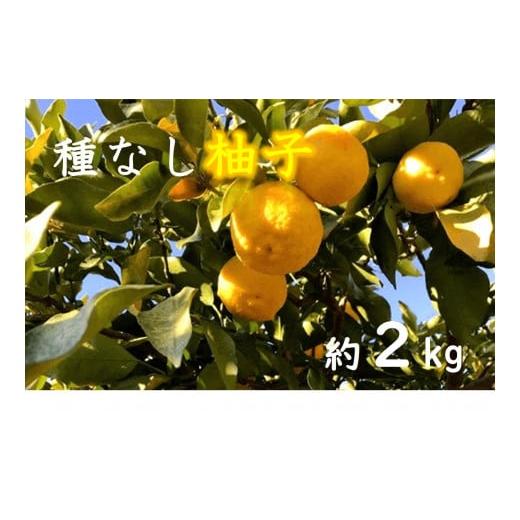 ふるさと納税 広島県 三次市 LF0801 三次産 種なし柚子(多田錦)