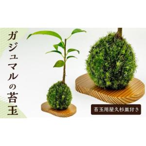 ふるさと納税 鹿児島県 屋久島町 ガジュマルの苔玉(苔玉用屋久杉皿付き)