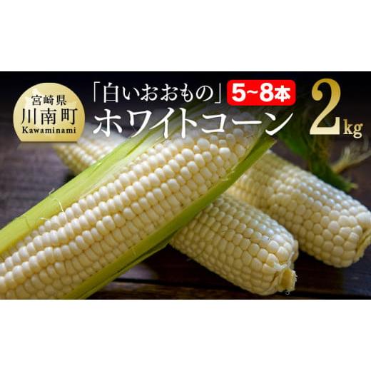 ふるさと納税 宮崎県 川南町 【令和6年発送】政岡さんちのスイートコーン「白いおおもの（ホワイトコー...