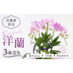 ふるさと納税 雑貨・日用品 花 福岡県 糸島市 ...の商品画像