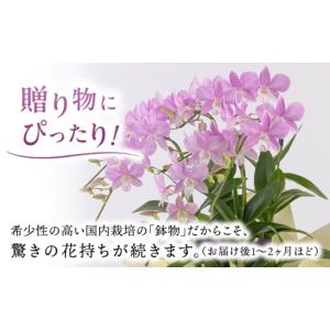 ふるさと納税 雑貨・日用品 花 福岡県 糸島市...の詳細画像2