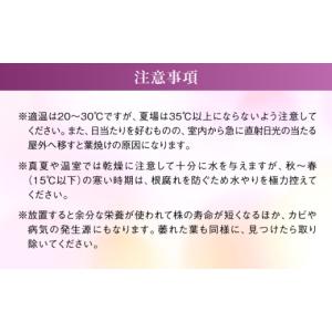 ふるさと納税 雑貨・日用品 花 福岡県 糸島市...の詳細画像4