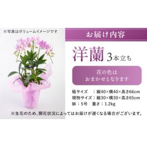 ふるさと納税 雑貨・日用品 花 福岡県 糸島市...の詳細画像5